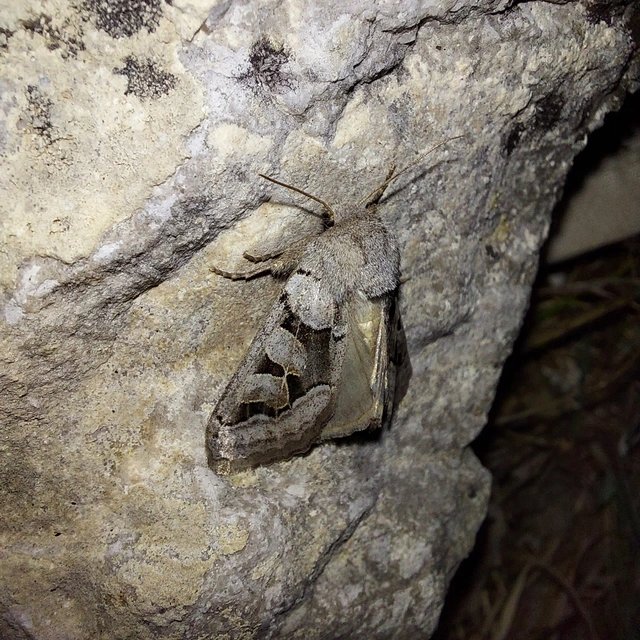 Episema tersa - hármasjegyű liliombagoly