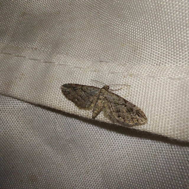 Eupithecia pusillata - lucfenyő-törpearaszoló