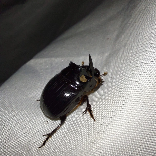 Copris lunaris - közönséges holdszarvú-ganéjtúró