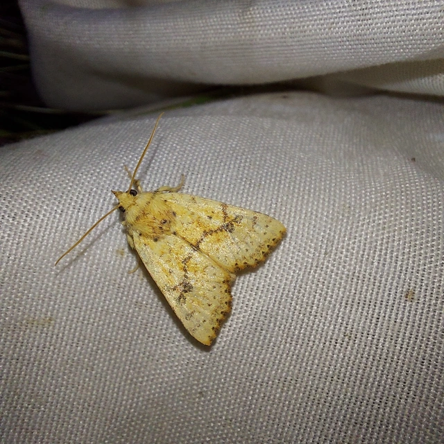 Tiliacea sulphurago - kénes sárgabagoly