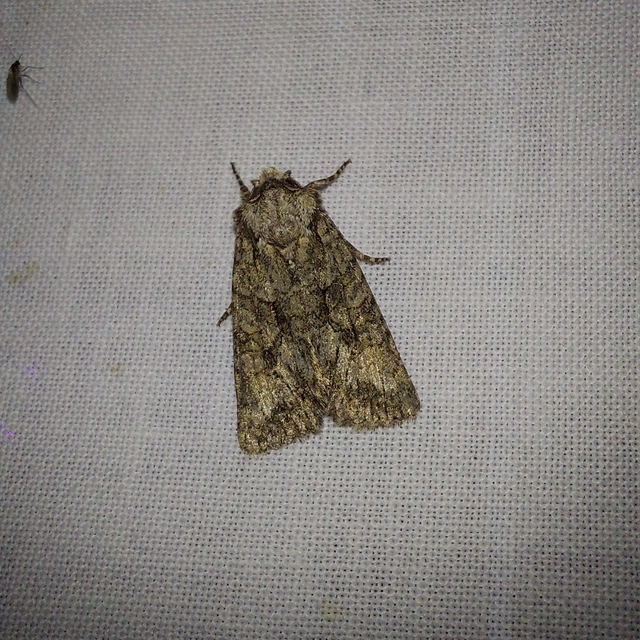 Dryobotodes monochroma - szürke tölgybagoly