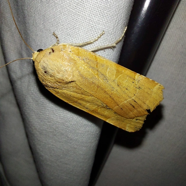 Noctua fimbriata - szélessávú sárgafűbagoly