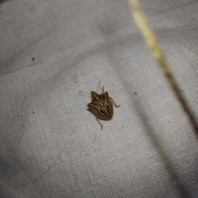 Ancyrosoma leucogrammes - vállas poloska Ancyrosoma leucogrammes - vállas poloska