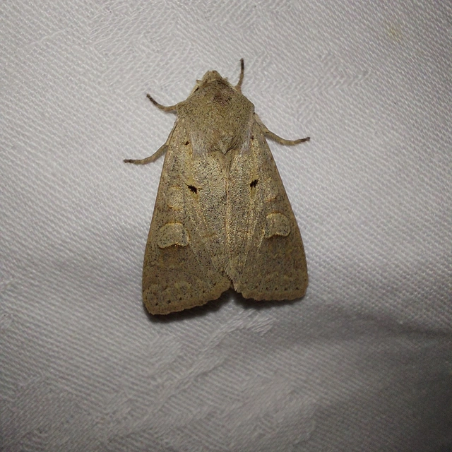 Ammoconia caecimacula - szürke őszibagoly