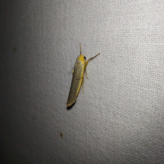 Eilema complana - közönséges zuzmószövő