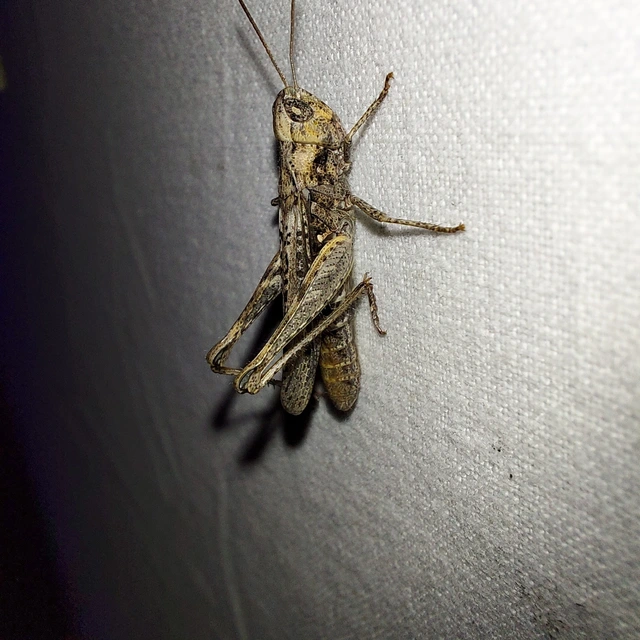 Chorthippus