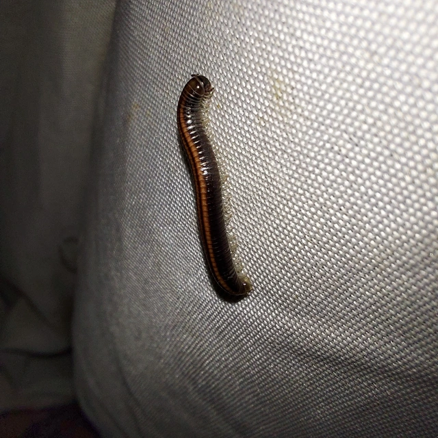 Diplopoda - Ikerszelvényesek