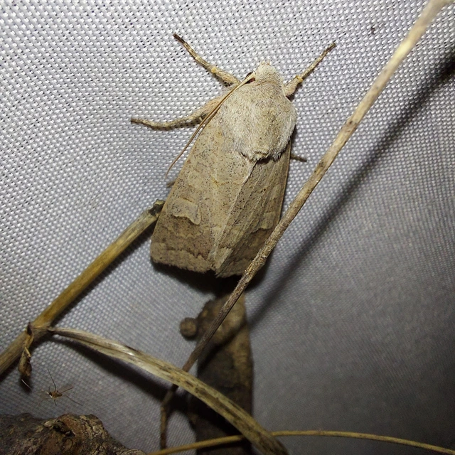 Ammoconia caecimacula - szürke őszibagoly