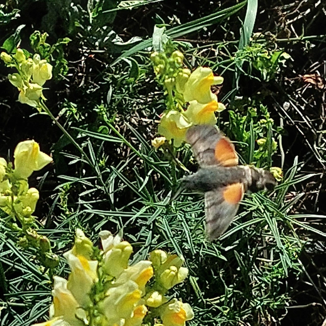 Macroglossum stellatarum - kacsafarkú szender
