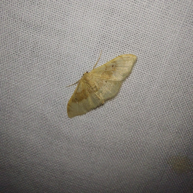 Idaea degeneraria - barnasávos araszoló