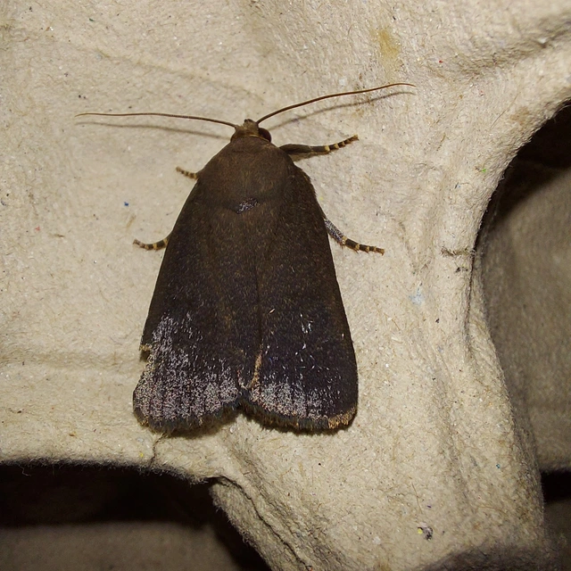 Amphipyra livida - zsírfényű bagoly