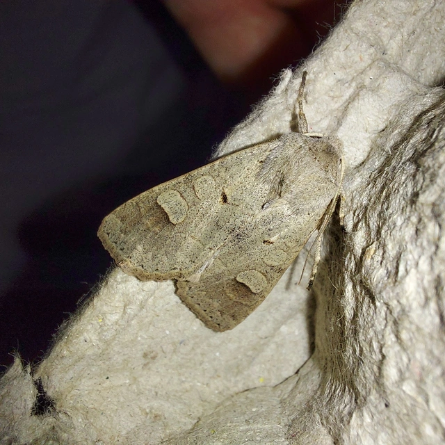 Ammoconia caecimacula - szürke őszibagoly
