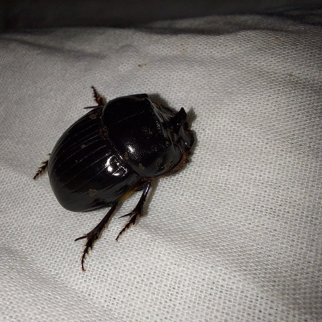 Copris lunaris - közönséges holdszarvú-ganéjtúró