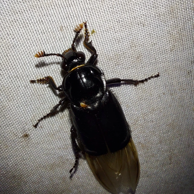 Nicrophorus humator - fekete temetőbogár