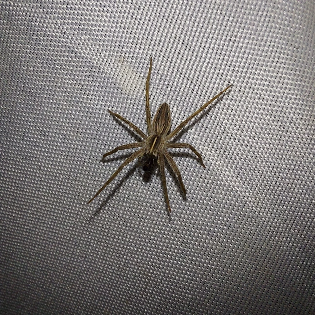 Pisaura mirabilis - csodáspók