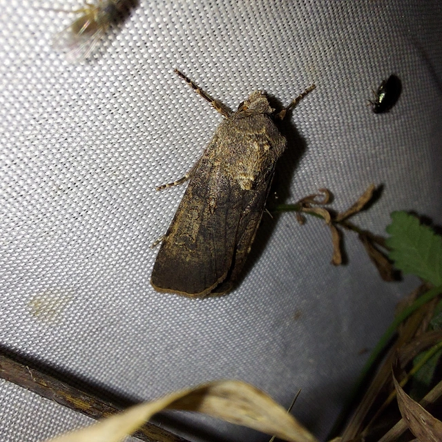 Agrotis segetum - vetési földibagoly