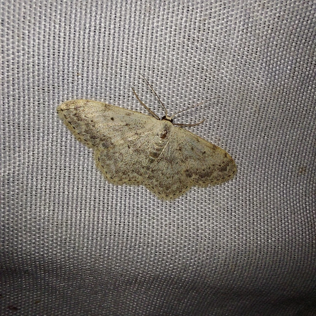 Scopula marginepunctata - pettyes sávosaraszoló