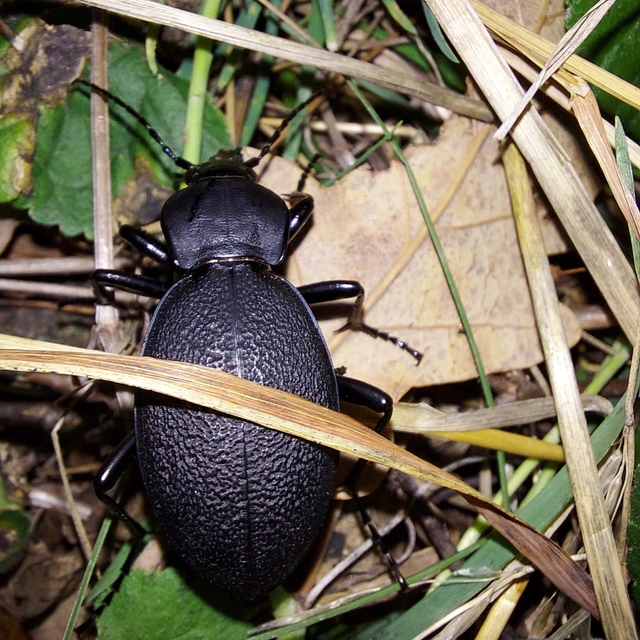 Carabus coriaceus - bőrfutrinka Carabus coriaceus - bőrfutrinka