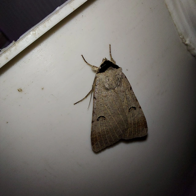 Lygephila craccae - gyakori csüdfűbagoly