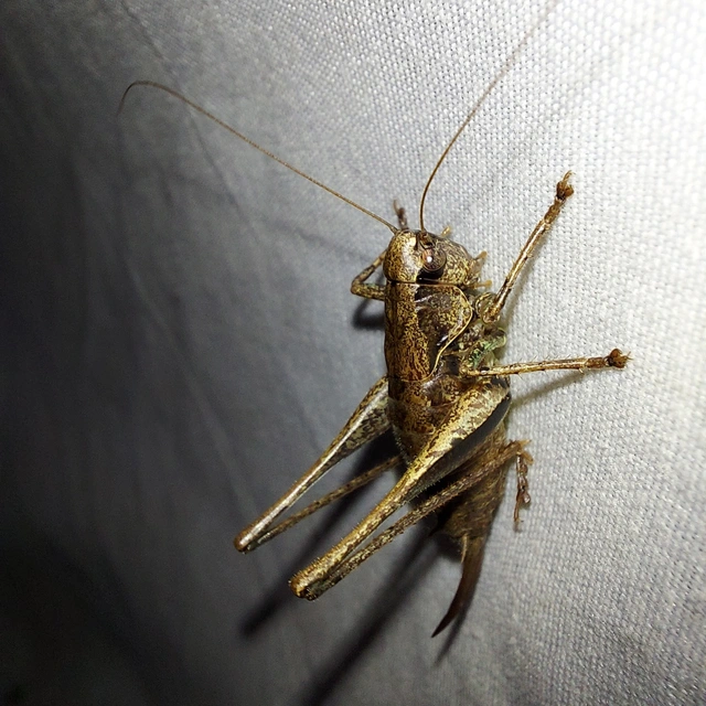 Pholidoptera griseoaptera - szürke avarszöcske