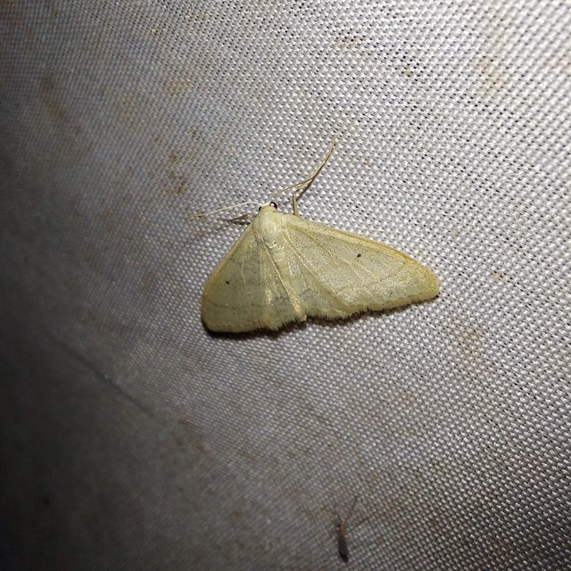 Idaea straminata - szalmasárga sávosaraszoló