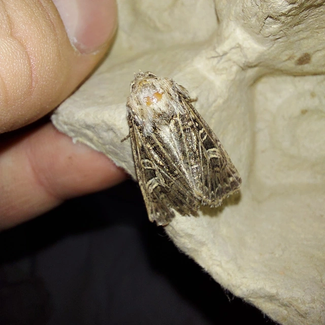 Tholera decimalis - közönséges fésűsbagoly
