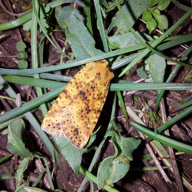 Conistra rubiginea - vörös őszibagoly