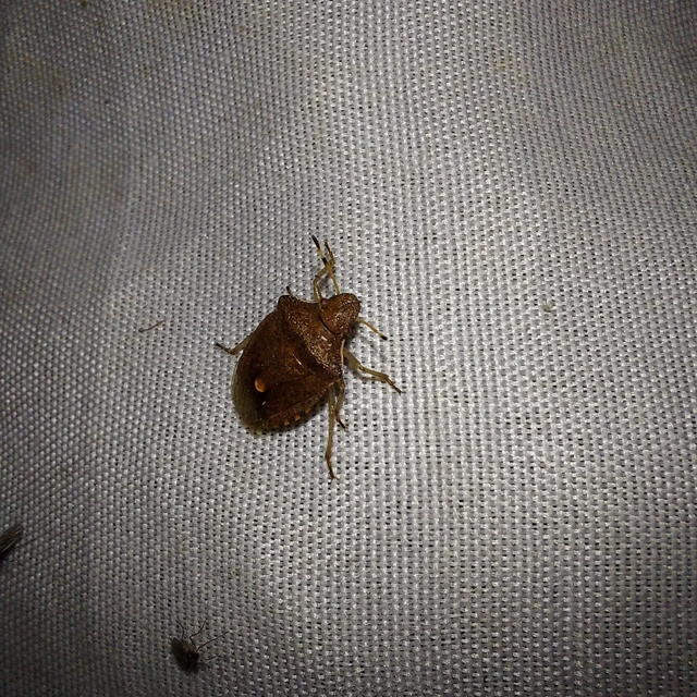 Peribalus strictus - tavaszi címerespoloska Peribalus strictus - tavaszi címerespoloska
