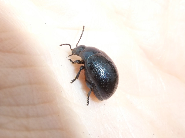 Chrysolina haemoptera - mezei levélbogár