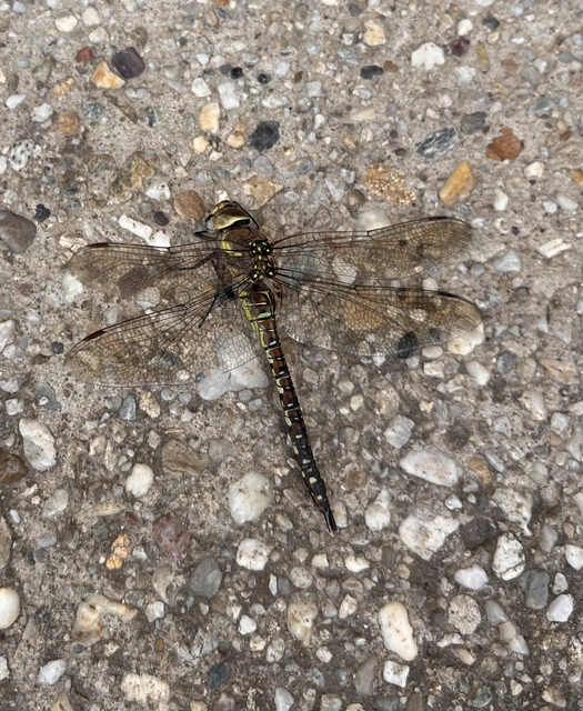 Aeshna mixta - kései karcsúacsa