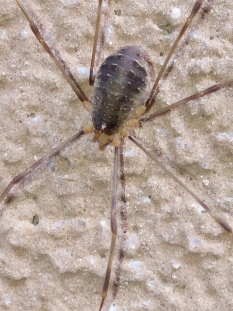 Opiliones - Kaszáspókok