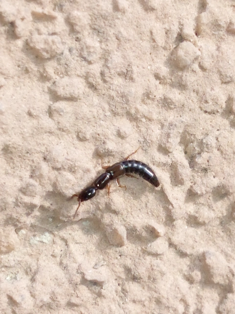 Xantholinus Xantholinus