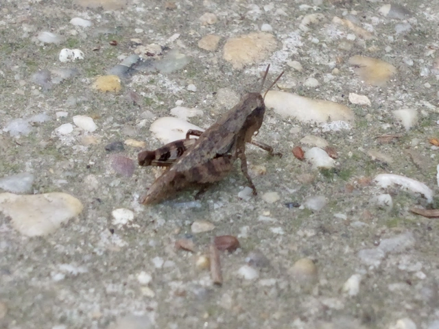 Pezotettix giornae - kis hegyisáska