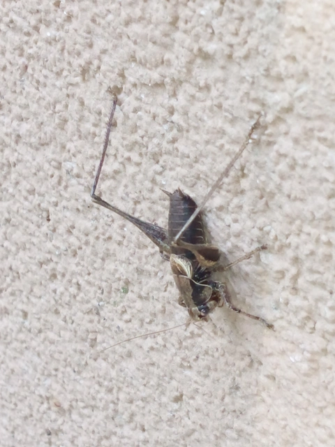 Pholidoptera griseoaptera - szürke avarszöcske