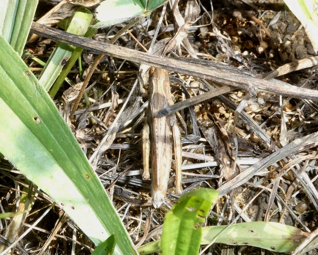 Chorthippus dorsatus - hátas rétisáska