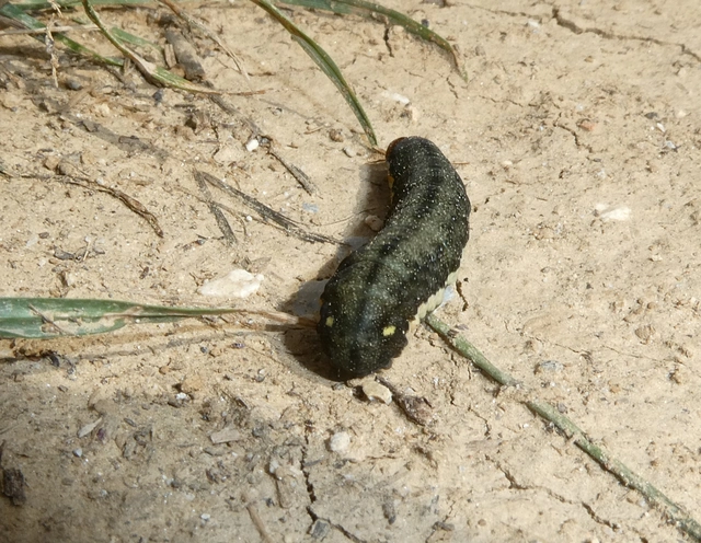 Trachea atriplicis - nyári zöldbagoly