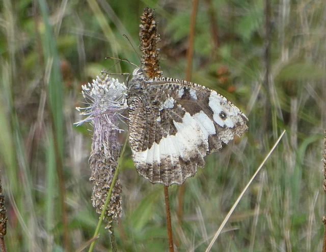 Brintesia circe - fehéröves szemeslepke