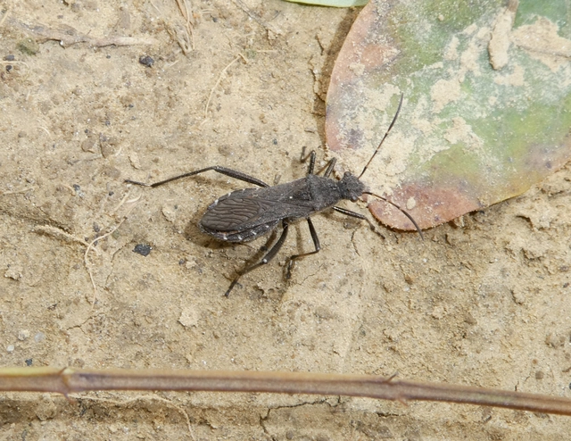 Alydus calcaratus - szőrös tövispoloska