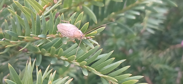 Blattodea - Csótányok
