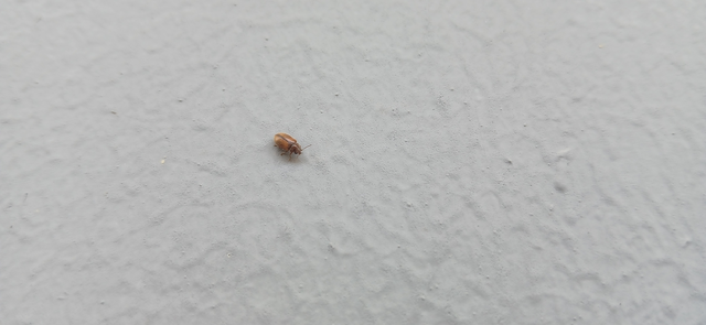 Scirtidae - rétbogárfélék