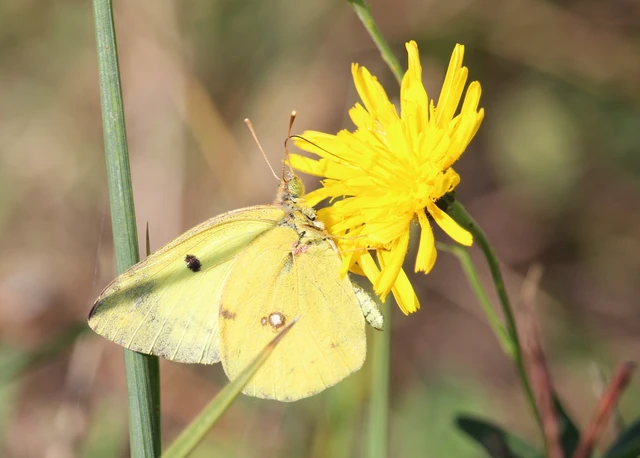 Colias hyale - kéneslepke