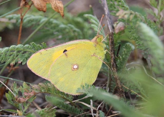 Colias croceus - sáfránylepke