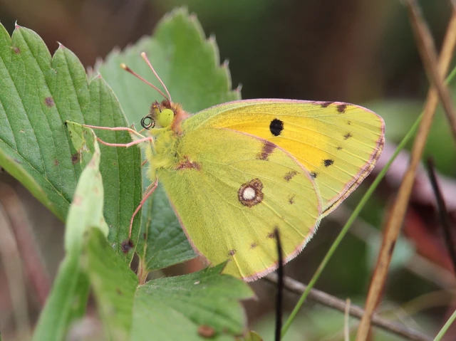 Colias croceus - sáfránylepke
