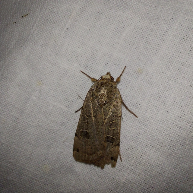 Noctua orbona - foltos sárgafűbagoly