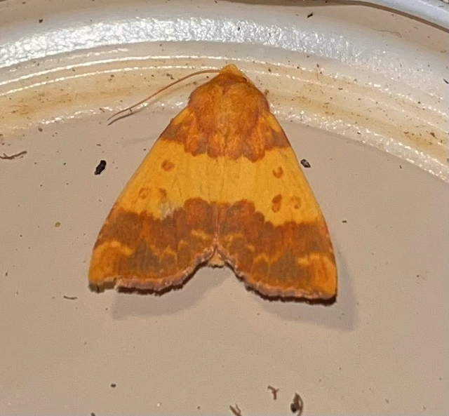 Tiliacea aurago - aranyló sárgabagoly