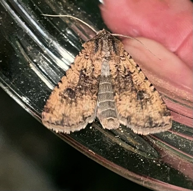 Peridroma saucia - vándor földibagoly