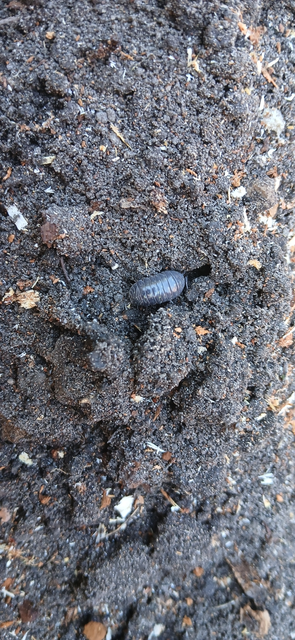 Isopoda - Ászkarákok