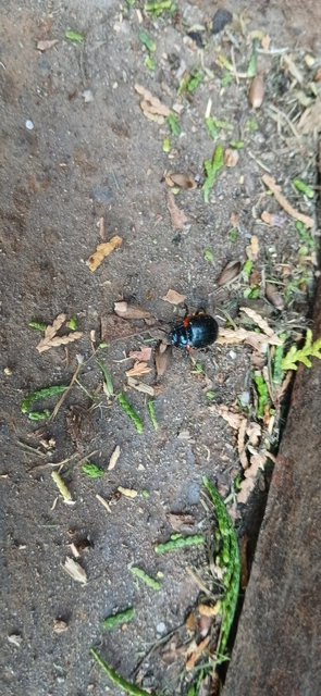 Chrysolina rossia - trapézhátú szegélyeslevelész