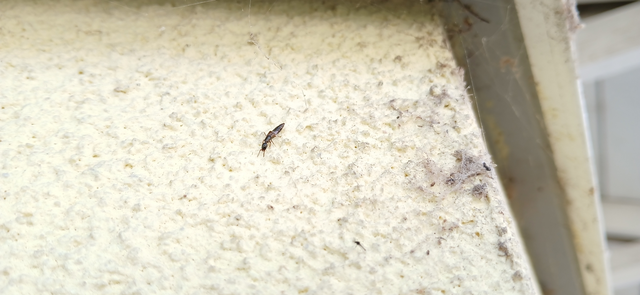 Xantholinus Xantholinus