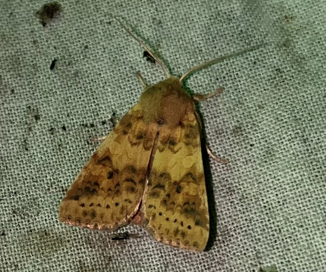 Cirrhia gilvago - foltos sárgabagoly